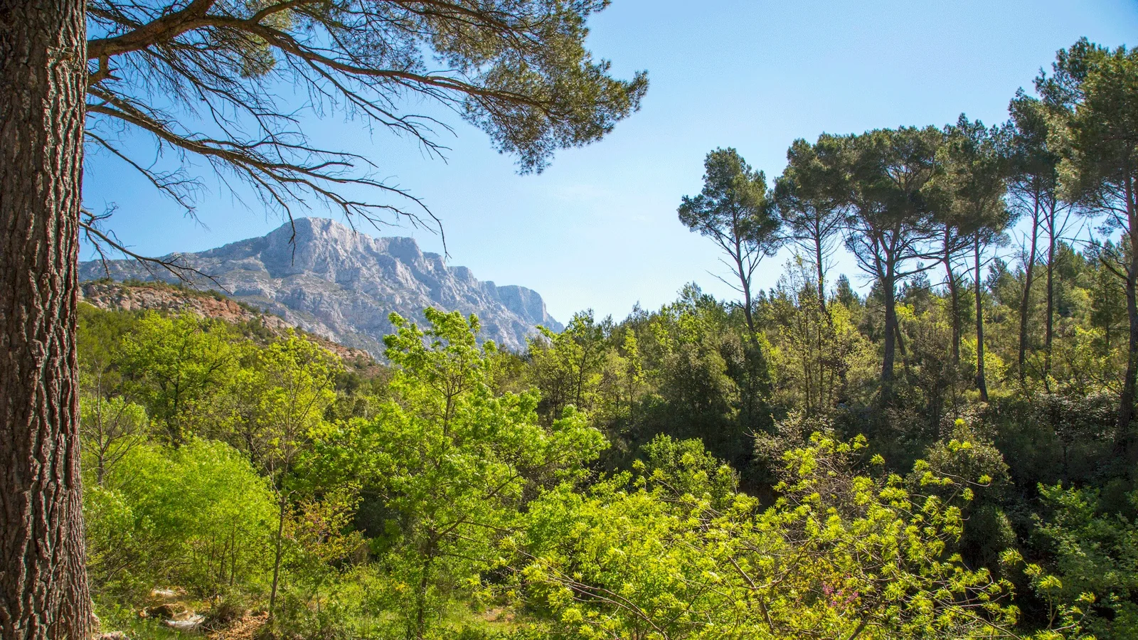 La montagne Sainte-Victoire au-dessus de la forêt provençale, près d’Aix-en-Provence